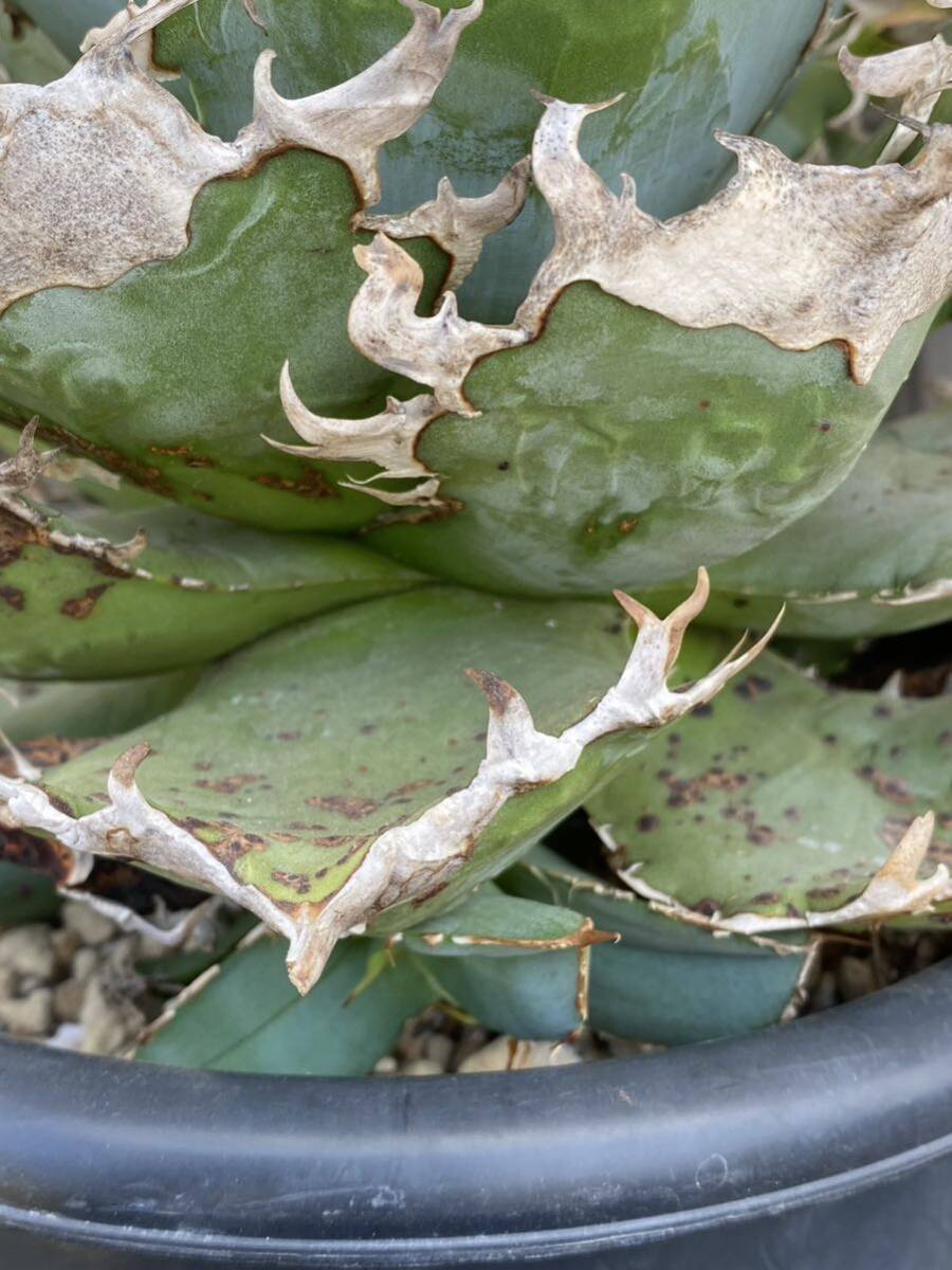  agave chitanotaAgave titanota Shark Shoui Dwarf Compact Blue special selection Italy PUP
