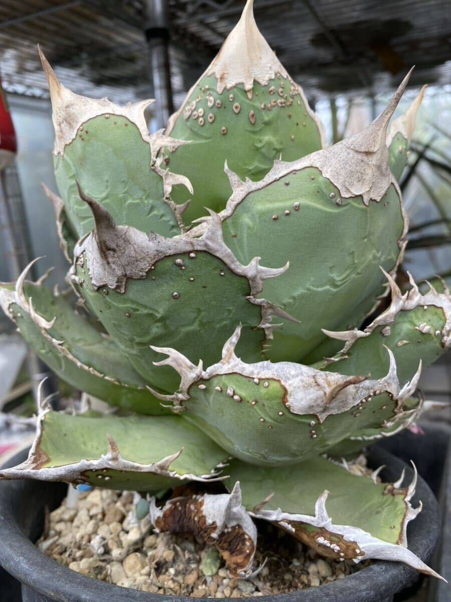 アガベ チタノタ Agave titanota Sierra Mixteca Extra White Thorn ②特選 PUP _親株