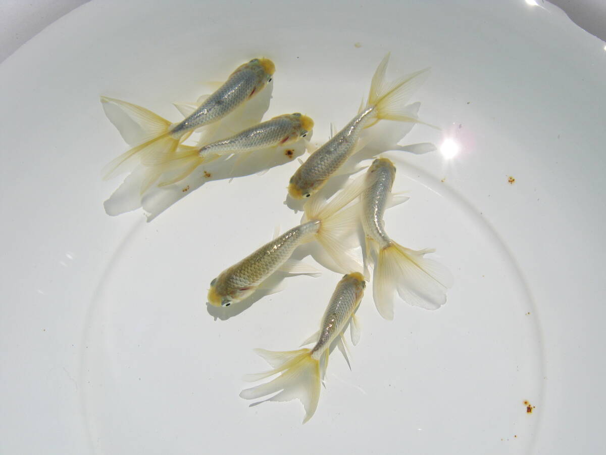 銀魚　6匹（長尾系統）_画像10