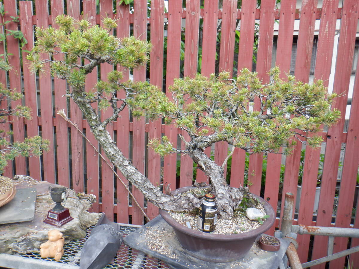 BONSAI Club Seino почта ограничение *. лист сосна (70.* Seino почта .. отделение прекращение получение . ограничение .)*W-11