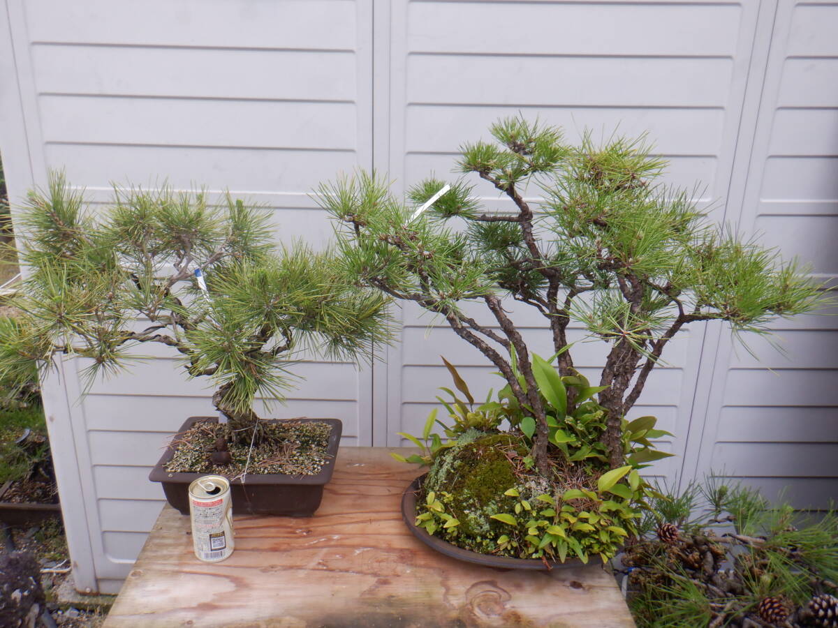 BONSAI Club * сосна Тунберга (42.*2 шт. комплект )*X-5