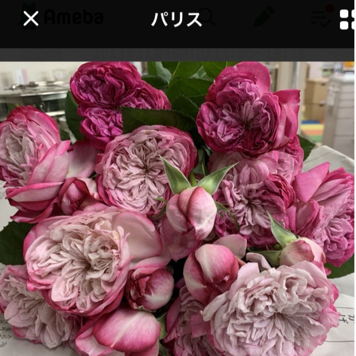 薔薇挿し木苗　パリス②訳ありチュレンバチの跡あり黒点病あり