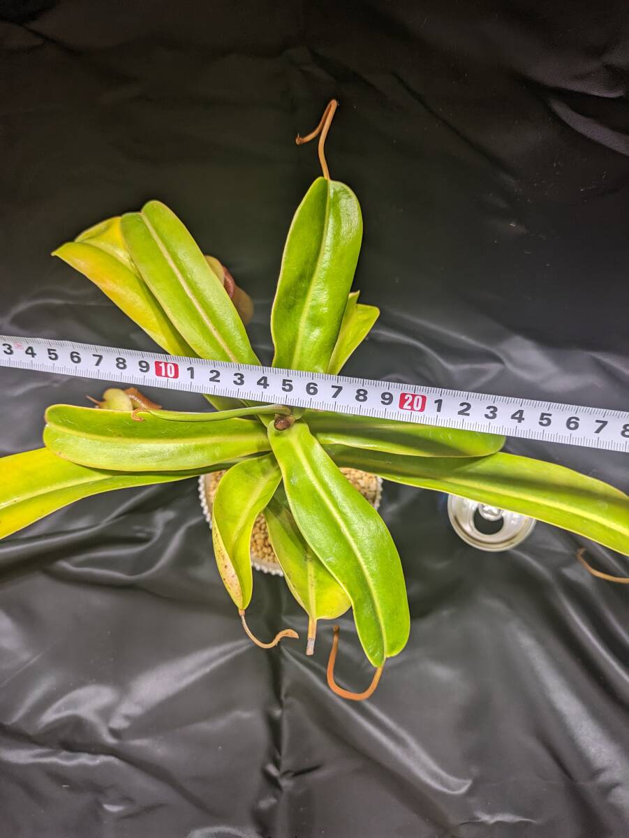  meal insect plant ( Nepenthes )N.sabre