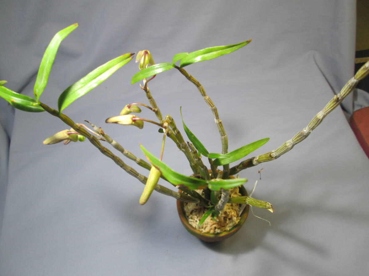 mo. круг луговые и горные травы длина сырой орхидея Dendrobium moniliforme .. зеленый 