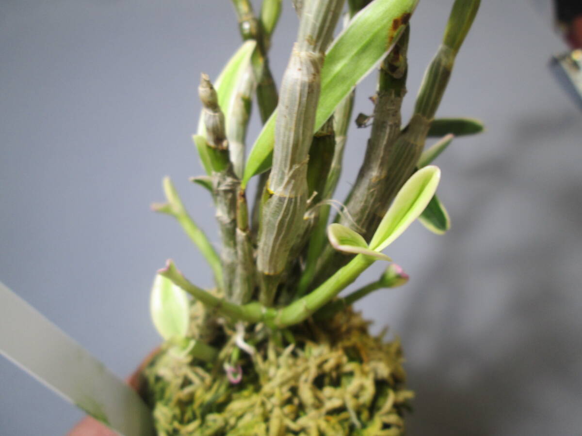 mo. круг луговые и горные травы длина сырой орхидея Dendrobium moniliforme .... колесо 