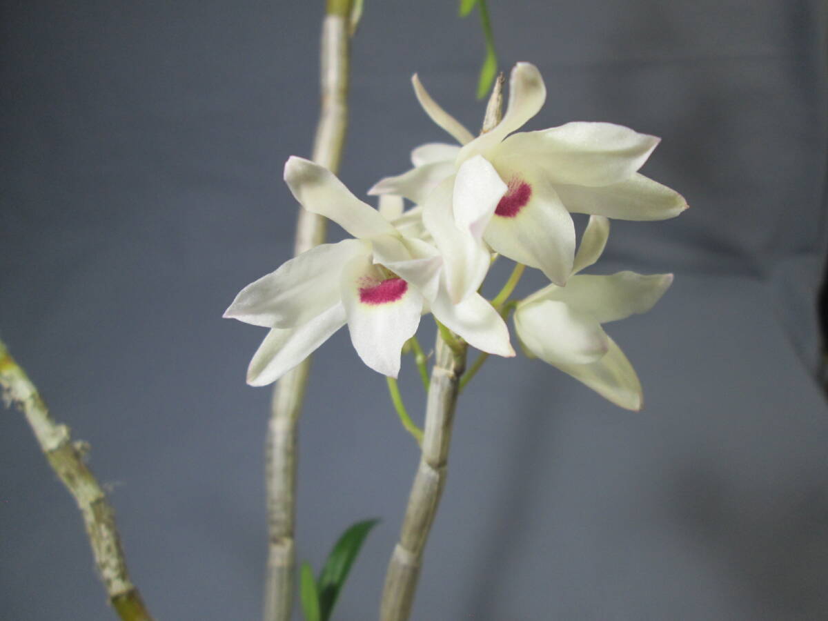 mo. круг луговые и горные травы длина сырой орхидея Dendrobium moniliforme .× желтый круг 