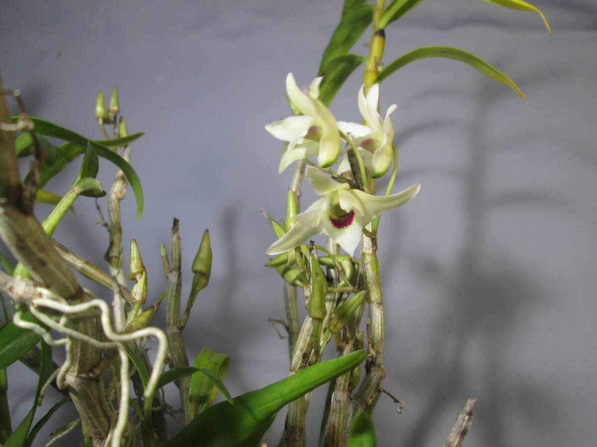 mo. круг луговые и горные травы длина сырой орхидея Dendrobium moniliforme Исэ город 