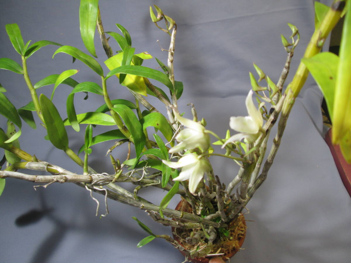 mo. круг луговые и горные травы длина сырой орхидея Dendrobium moniliforme Исэ город 