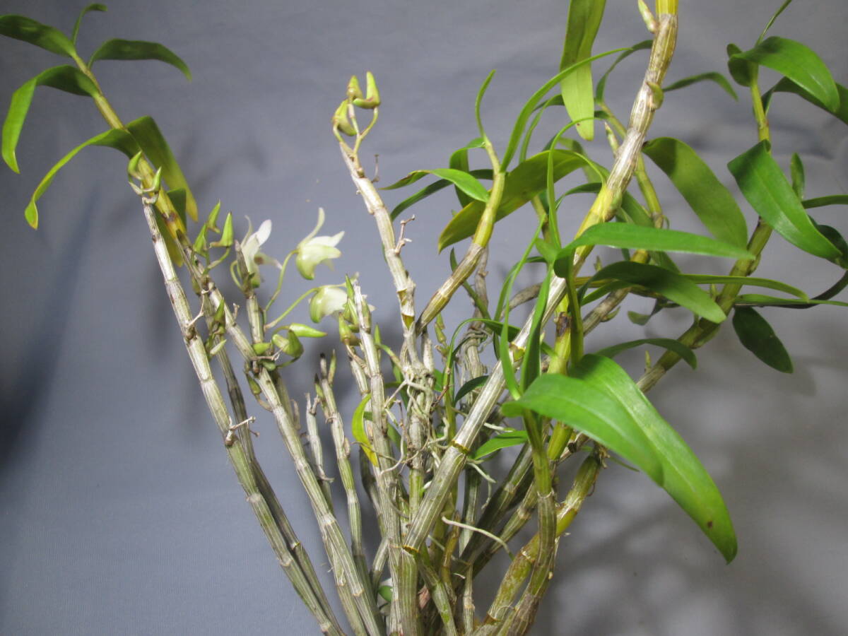 mo. круг луговые и горные травы длина сырой орхидея Dendrobium moniliforme Исэ город 