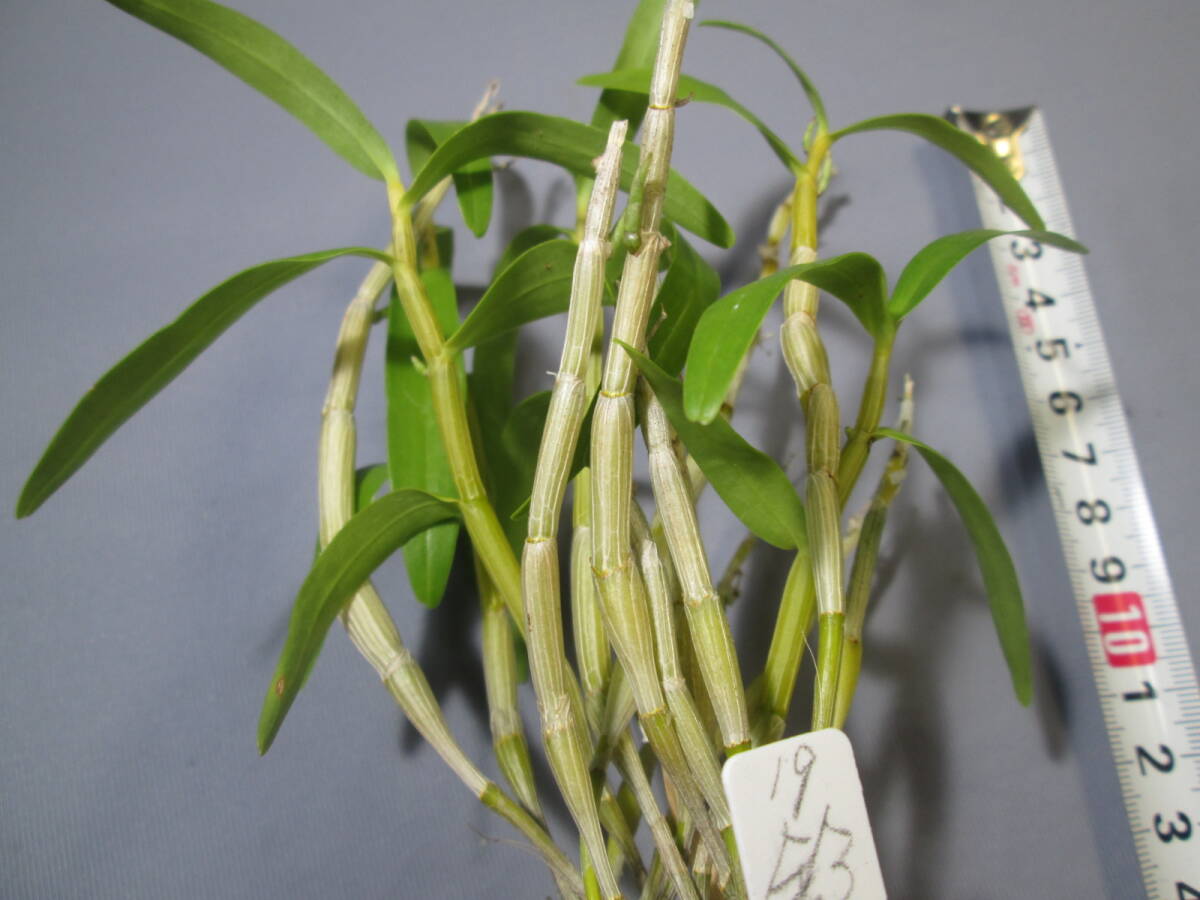 mo. круг луговые и горные травы длина сырой орхидея Dendrobium moniliforme Suzuka .②