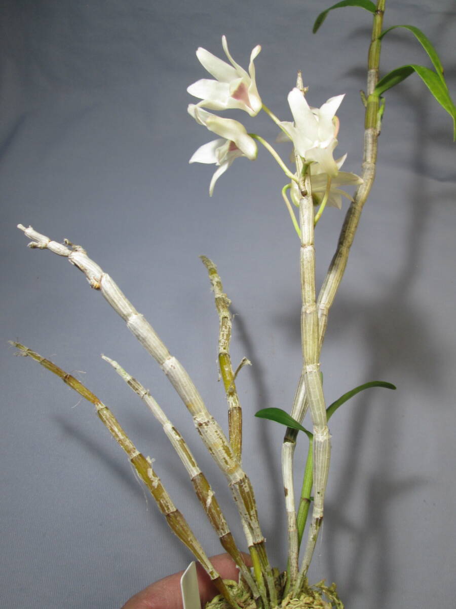 mo. круг луговые и горные травы длина сырой орхидея Dendrobium moniliforme .× желтый круг 