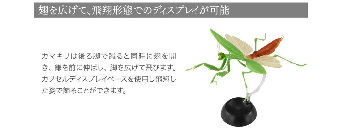 【新品】　おおかまきり（緑色型）腹部膨張版　いきもの大図鑑　バンダイ　生き物　昆虫　フィギュア　ガチャ
