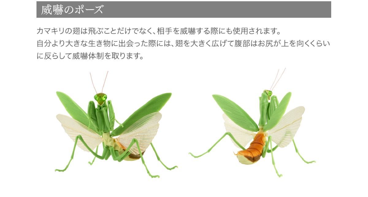 【新品】　おおかまきり（緑色型）腹部膨張版　いきもの大図鑑　バンダイ　生き物　昆虫　フィギュア　ガチャ