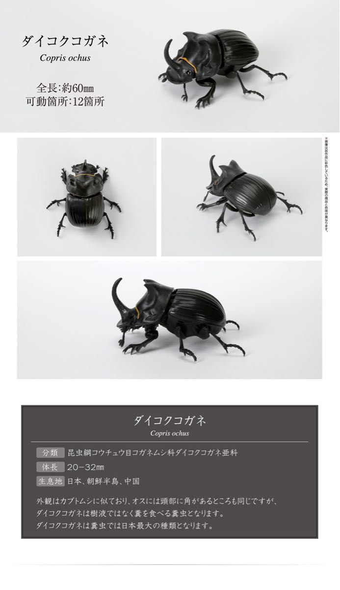 【新品】　ダイコクコガネ　いきもの大図鑑かぶとむし05 バンダイ　生き物　昆虫　フィギュア　ガチャ