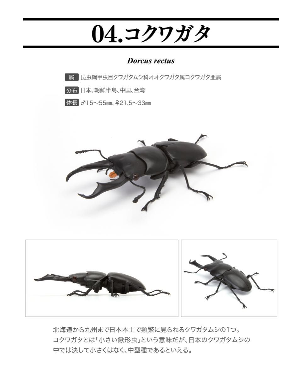 【新品】　コクワガタ　いきもの大図鑑くわがた04　バンダイ　生き物　昆虫　フィギュア　ガチャ