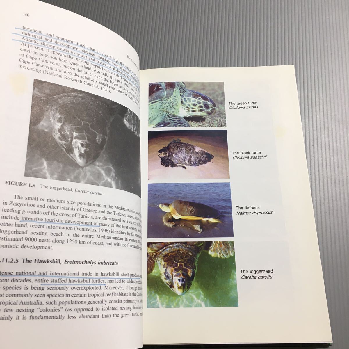 ☆送料無料】 洋書 The BIOLOGY of SEA TURTLES / 海亀の生物学 / Peter L. Lutz、John A. Musick / CRC Press - 生物学 ☆送料無料】 洋書 The BIOLOGY of SEA TURTLES / 海亀の生物学 / Peter L. Lutz、John A. Musick / CRC Press - 生物学