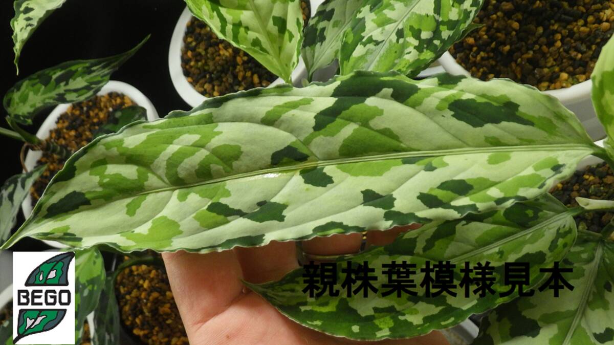 ★BEGO-SELECT★アグラオネマ　”Saber【H】”★Aglaonema pictum　”Saber【H】”　from Sibolga Timur【 HW0915-05】★_画像2