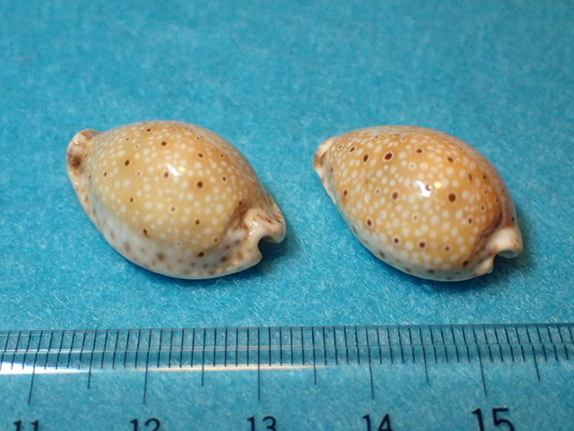 貝の標本・貝殻：テンジクダカラ 2個（タカラガイ）_画像4