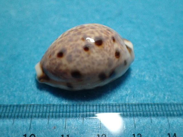 貝の標本・貝殻：ヒメホシダカラ（タカラガイ）_画像2