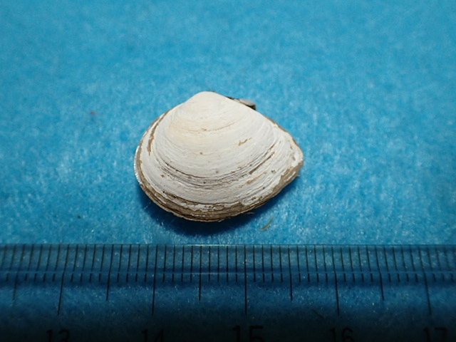 貝の標本・貝殻：バライロシラトリ_画像1