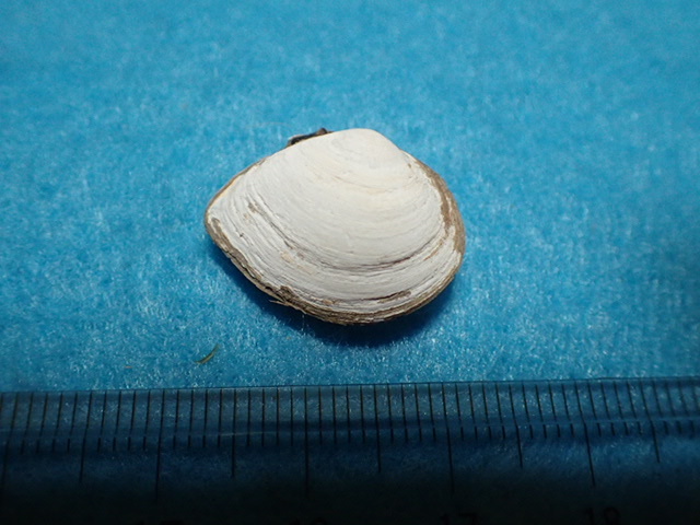 貝の標本・貝殻：バライロシラトリ_画像2