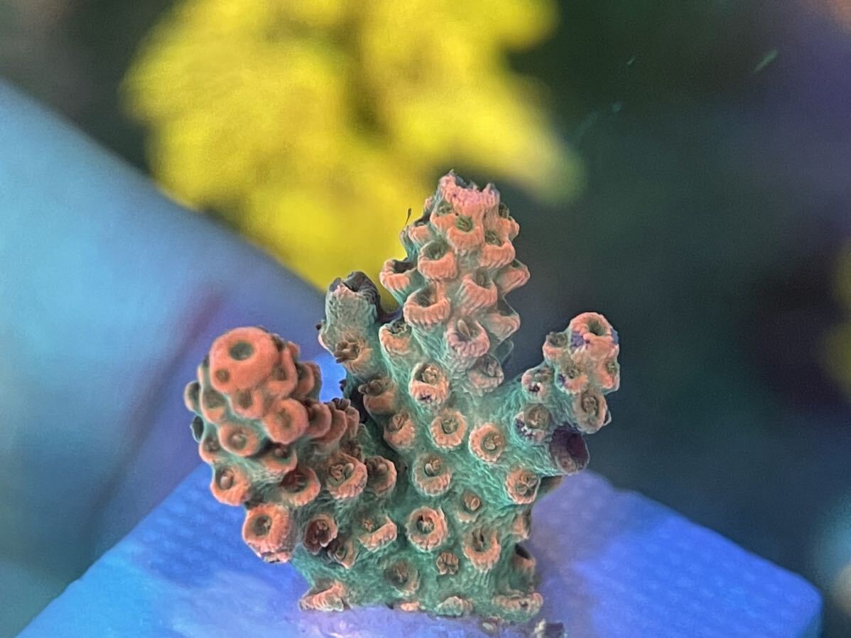 【超激レア！色あがり個体！】Acropora Dragon Fruits（オーストラリア産ミドリイシ）_画像4