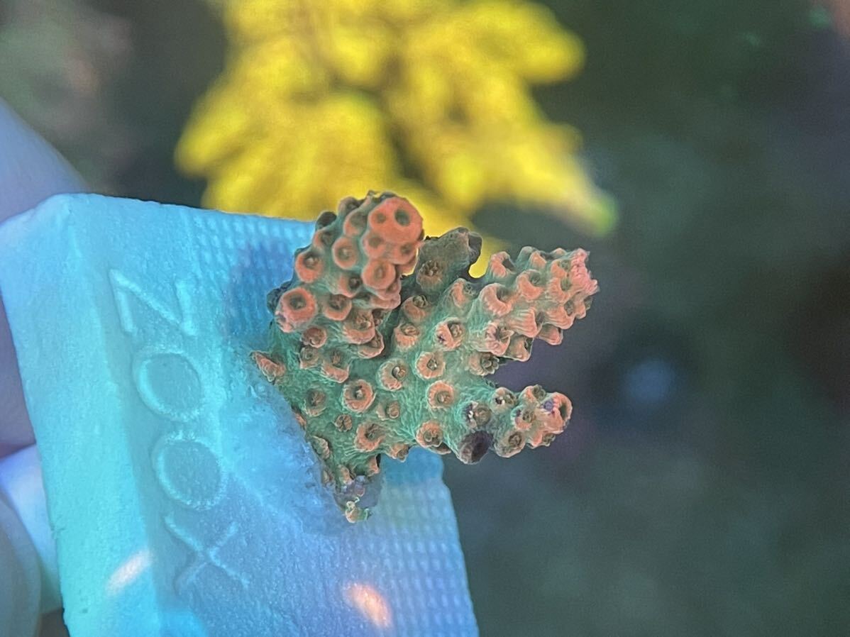 【超激レア！色あがり個体！】Acropora Dragon Fruits（オーストラリア産ミドリイシ）_画像3