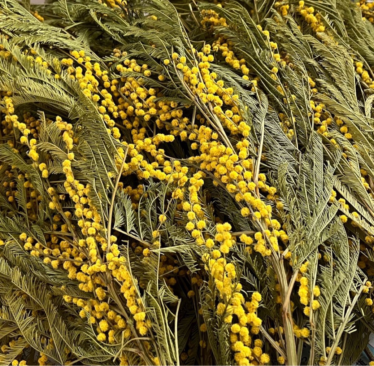 ミモザ　ドライフラワー　ネコポス　フサアカシア　花材　素材　ハンドメイド