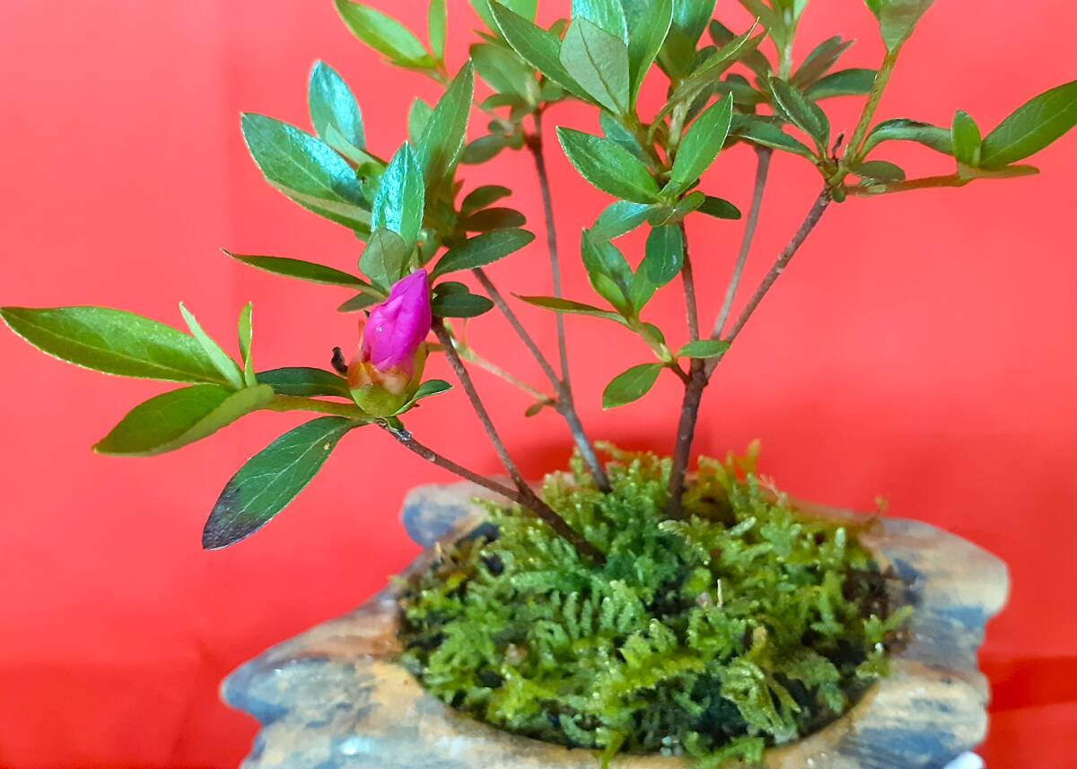 ミニ盆栽 サツキ盆栽 花つき 流木風の鉢 インテリアなどにの画像2