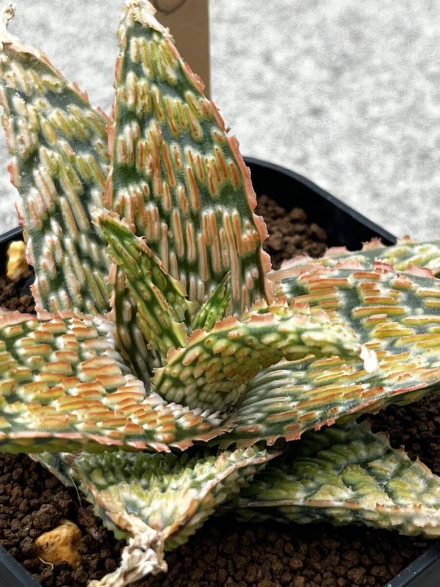 Aloe hybrid 11 アロエ ハイブリッド 実生 多肉植物 _画像4
