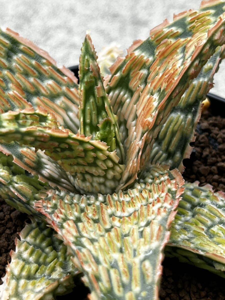 Aloe hybrid 11 アロエ ハイブリッド 実生 多肉植物 _画像7