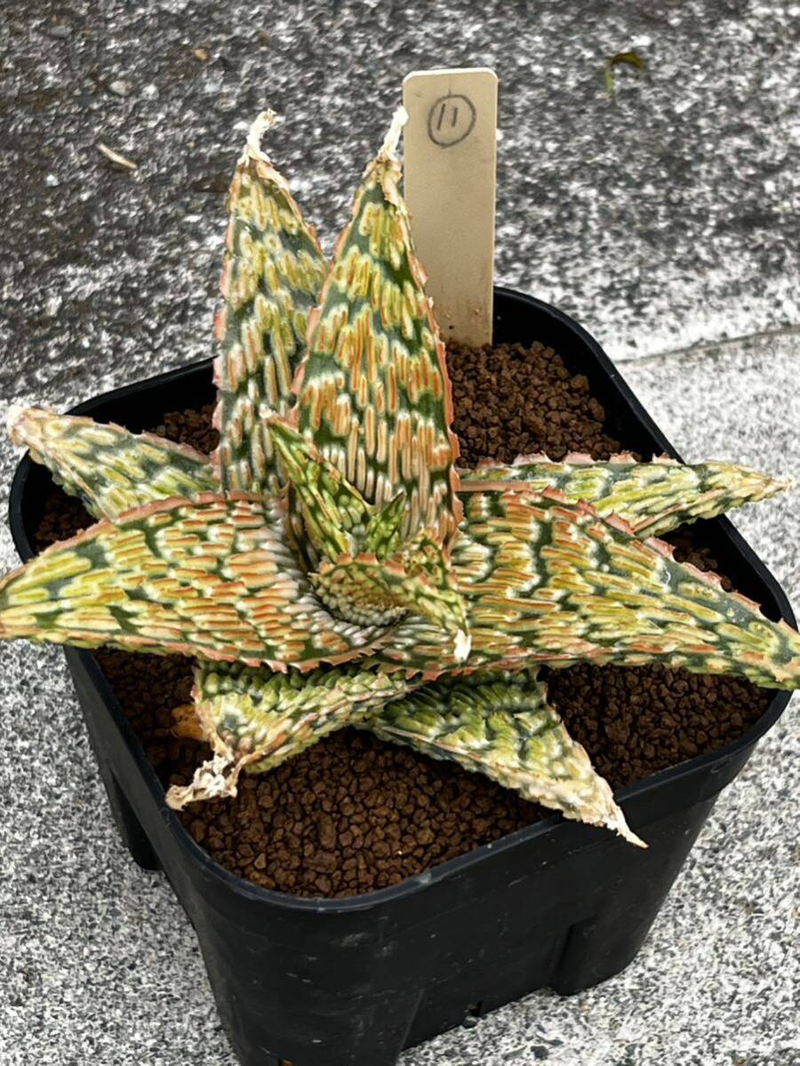 Aloe hybrid 11 aloe hybrid real raw succulent plant 