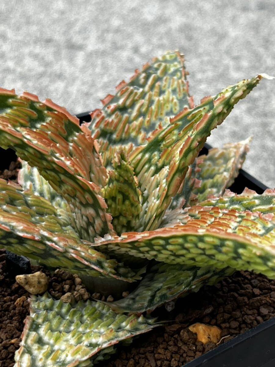 Aloe hybrid 11 アロエ ハイブリッド 実生 多肉植物 _画像6