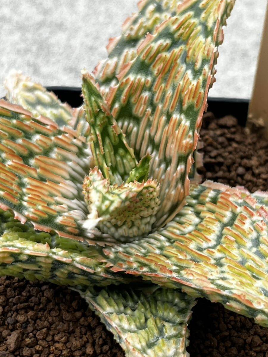 Aloe hybrid 11 アロエ ハイブリッド 実生 多肉植物 _画像9