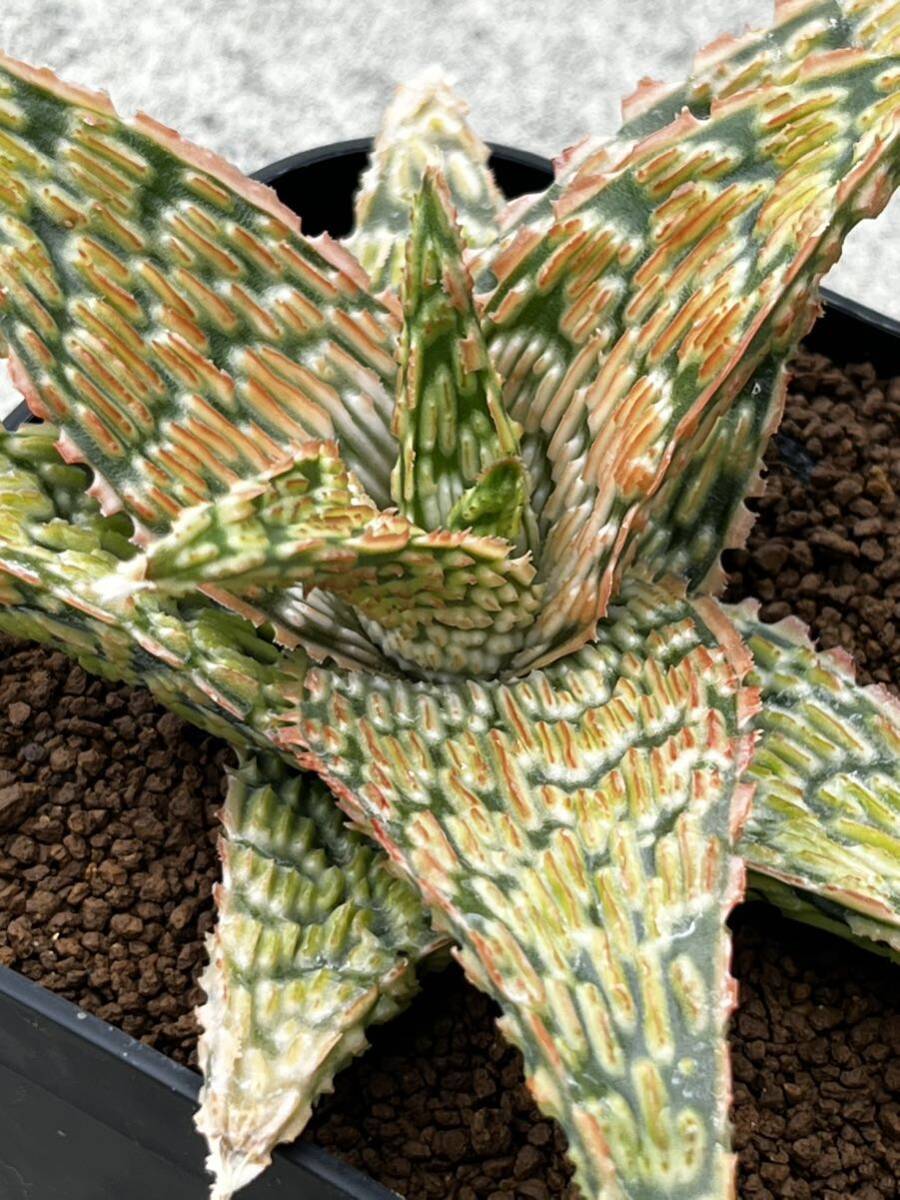 Aloe hybrid 11 アロエ ハイブリッド 実生 多肉植物 _画像8