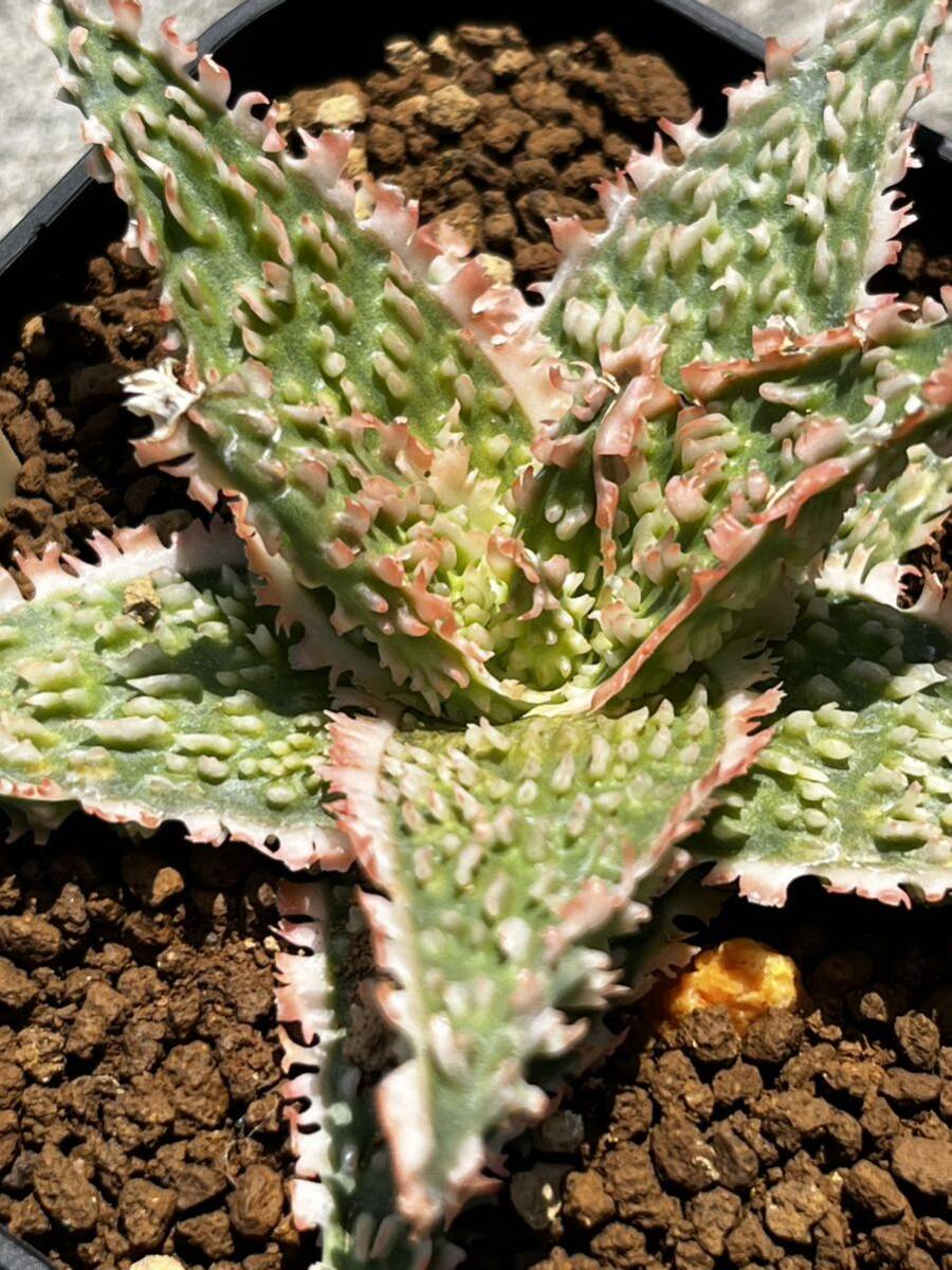 Aloe hybrid 37 アロエ ハイブリッド 実生 多肉植物 【2点以上落札送料無料】_画像9