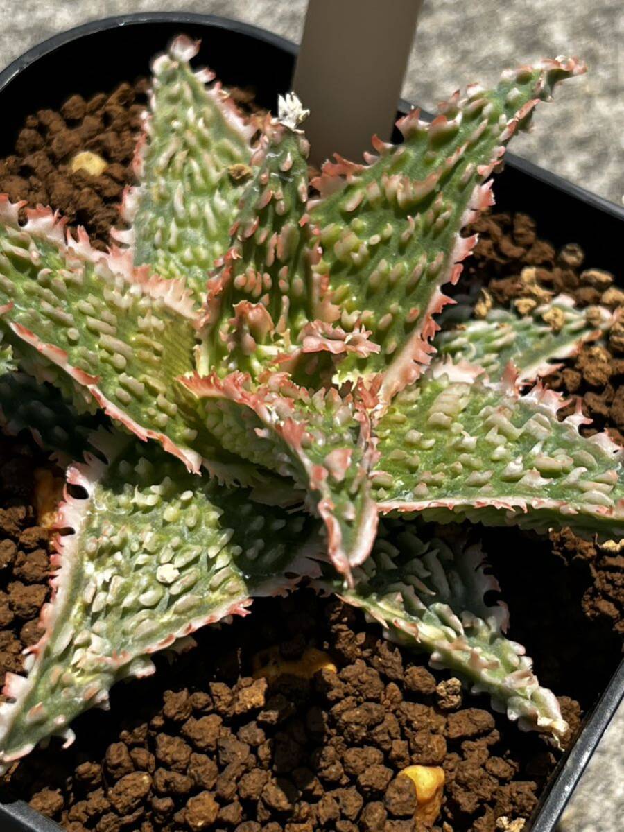 Aloe hybrid 37 アロエ ハイブリッド 実生 多肉植物 【2点以上落札送料無料】_画像6