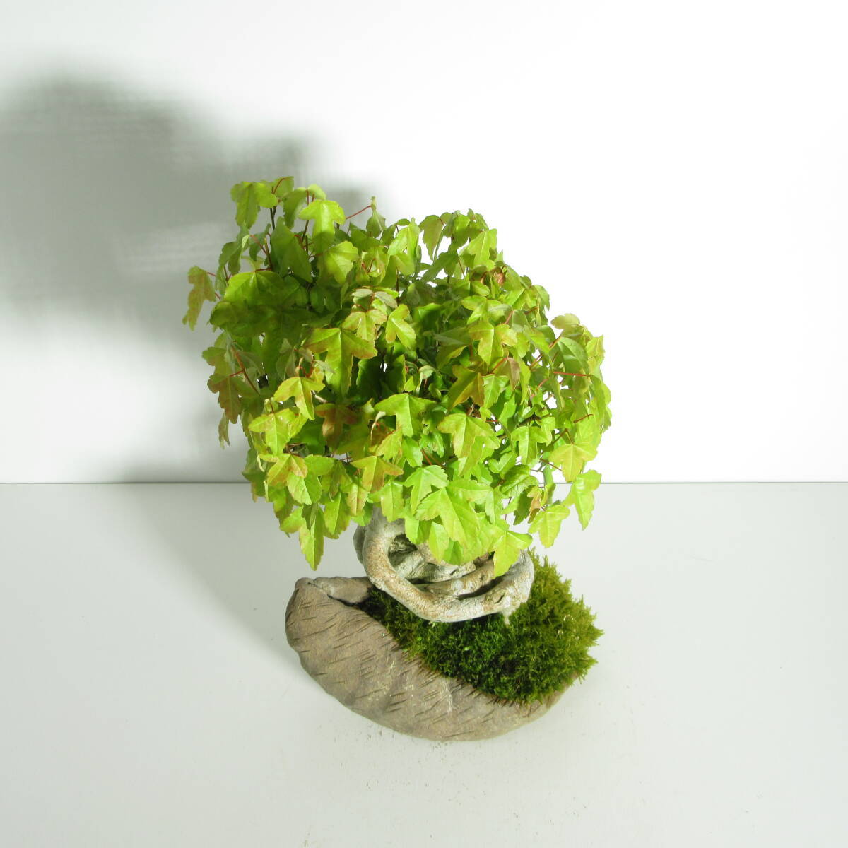 [. дерево * бонсай ][ клён ( клен * клен ) ]A-2/ бонсай shohin bonsai лист предмет бонсай бонсай материалы / декорации есть корень .. впечатление .. один товар.!