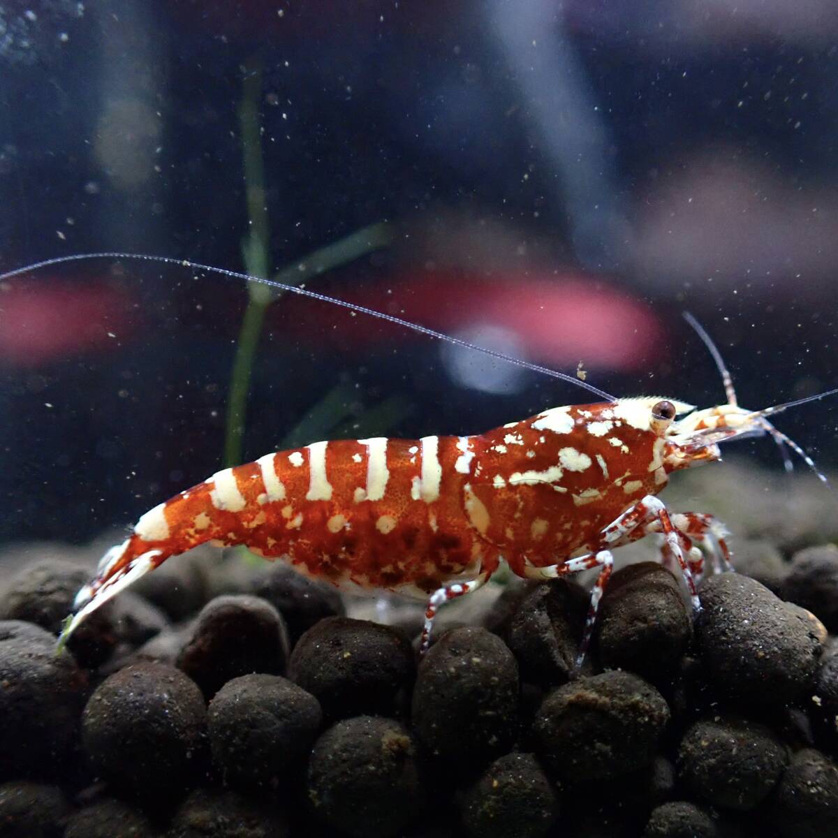  open sale!![ high grade . egg 1 pcs ] red Galaxy fish bo-n* female . egg 1 pcs / in photograph individual becomes /Y-shrimp