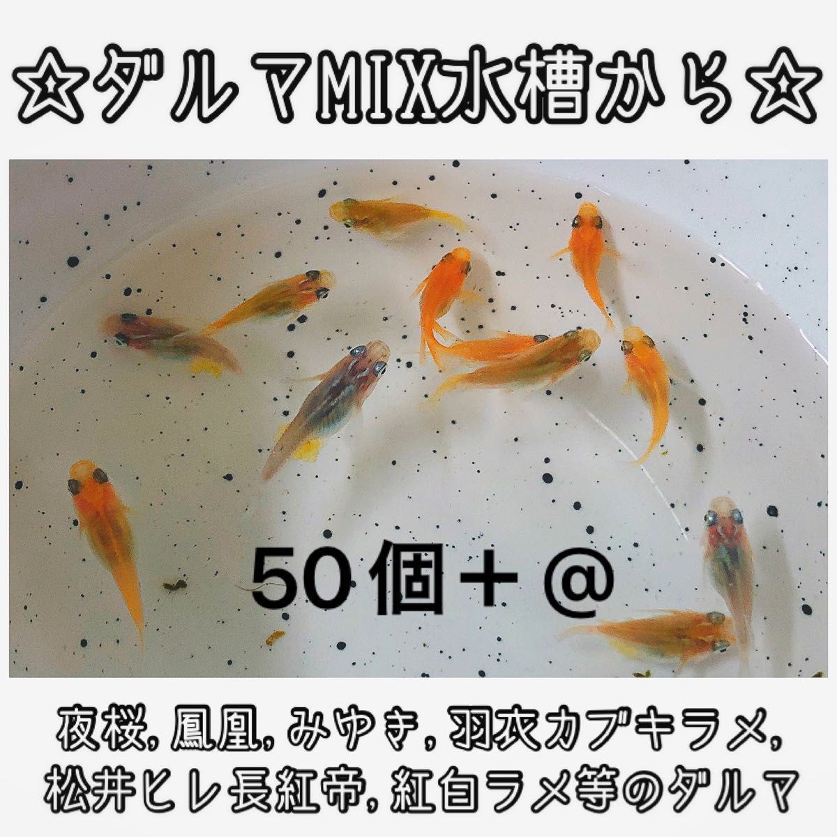 【ご購入翌日までに京都から発送】ダルマメダカmix水槽から★ 50個+@ 夜桜、鳳凰、黒衣、みゆき、紅白ラメ等のダルマ