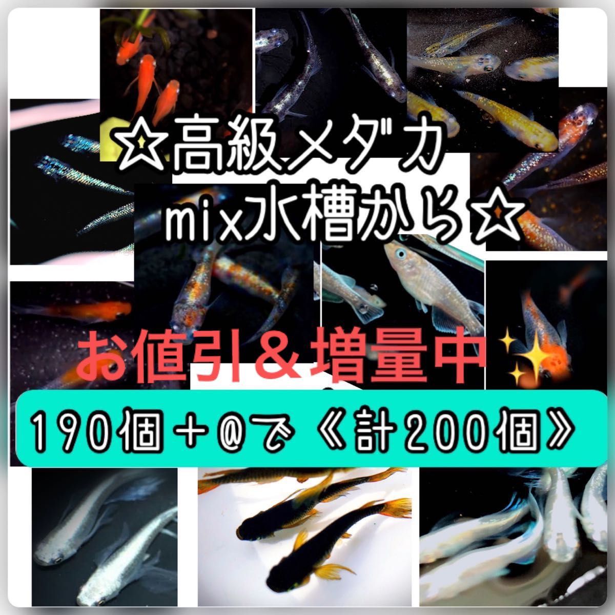 【ご購入翌日までに京都府から発送】高級メダカmix水槽からの卵★190個+@で200個★混泳水槽からになります★メダカの卵★