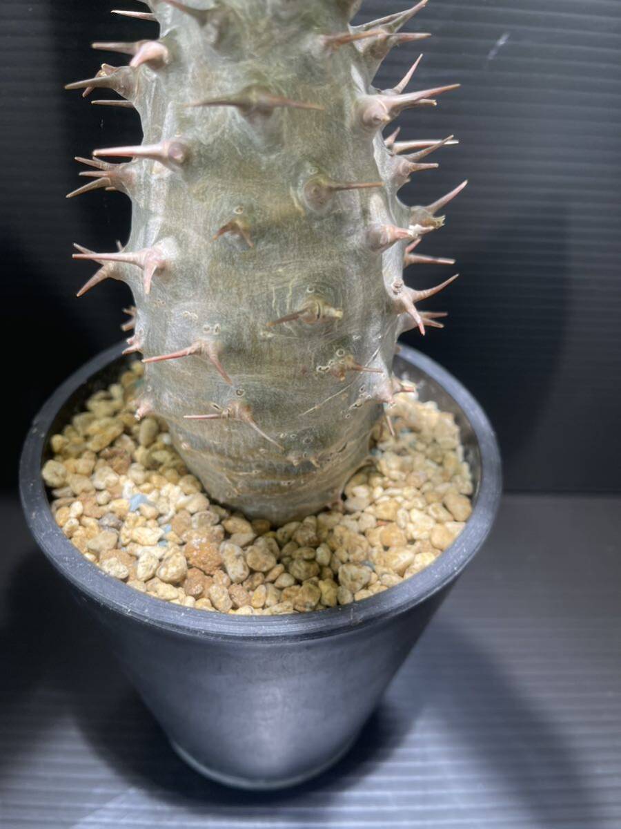 パキポディウムアンボンゲンセ現地球発根済 (検索Pachypodium グラキリス 発根 塊根植物 の画像4
