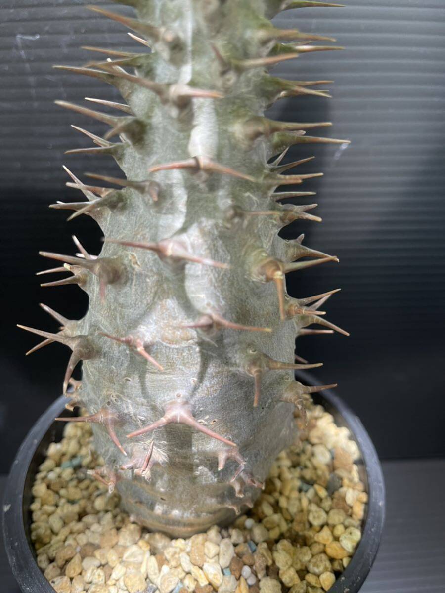 パキポディウムアンボンゲンセ現地球発根済 (検索Pachypodium グラキリス 発根 塊根植物 の画像3