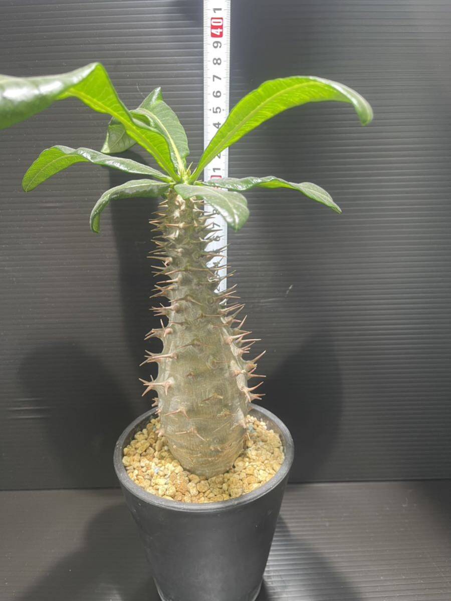 パキポディウムアンボンゲンセ現地球発根済 (検索Pachypodium グラキリス 発根 塊根植物 の画像6
