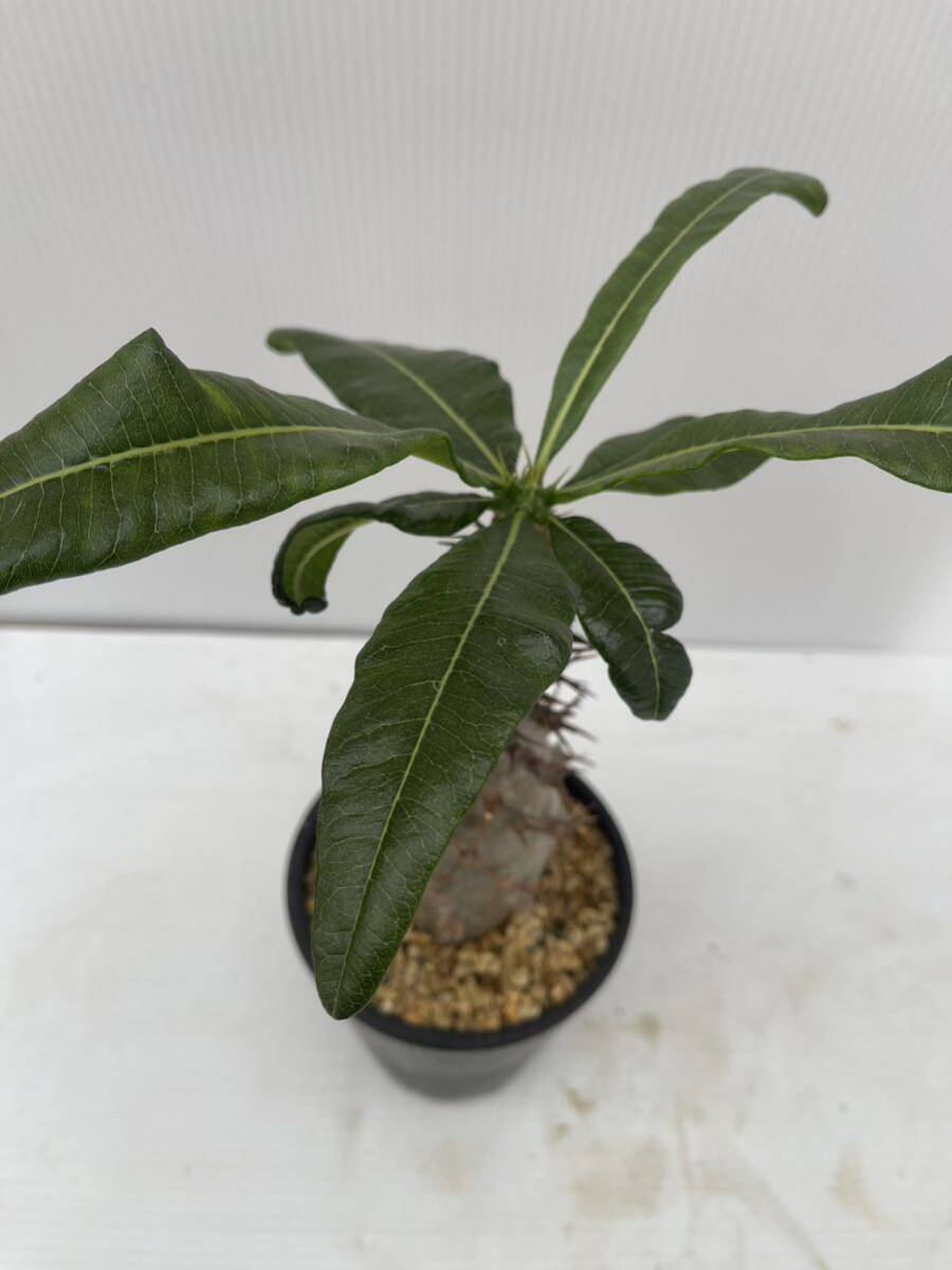 パキポディウムアンボンゲンセ現地球発根済 (検索Pachypodium グラキリス 発根 塊根植物 の画像7