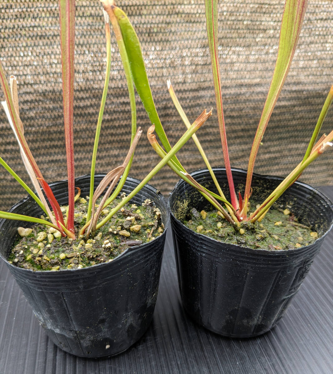 【食虫植物】サラセニア フラバ ルブリコーポラ ( Sarracenia flava var. rubricorpora )　実生苗　2pot_画像6