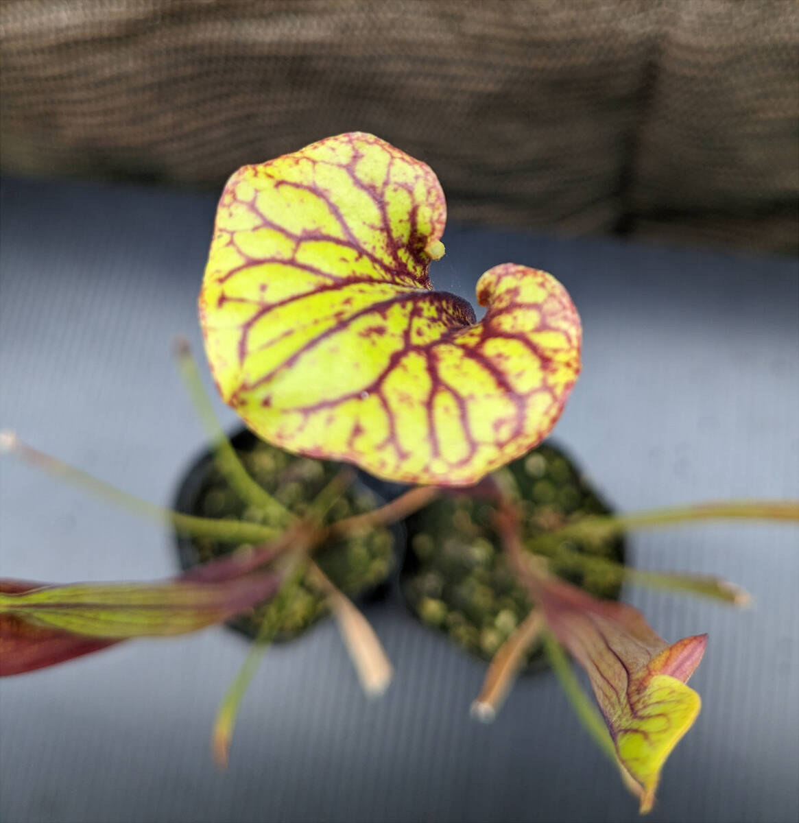 【食虫植物】サラセニア フラバ ルブリコーポラ ( Sarracenia flava var. rubricorpora ) 実生苗 2potの画像5