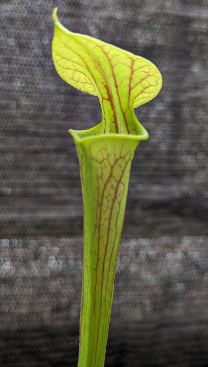 【食虫植物】サラセニア フラバ ( Sarracenia flava )　実生苗　2pot_画像3