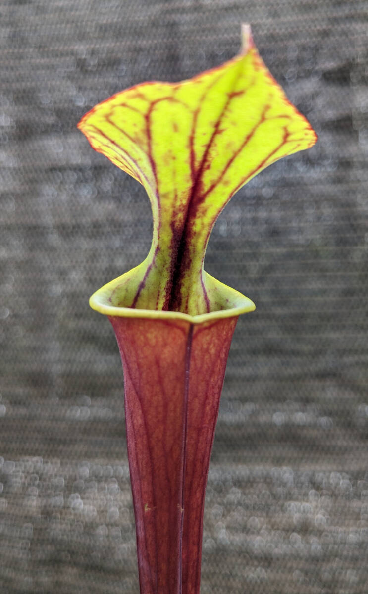 【食虫植物】サラセニア フラバ ルブリコーポラ ( Sarracenia flava var. rubricorpora )　実生苗　2pot_画像5