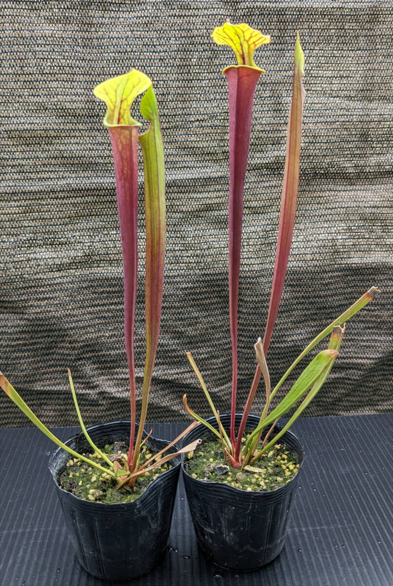 【食虫植物】サラセニア フラバ ルブリコーポラ ( Sarracenia flava var. rubricorpora ) 実生苗 2potの画像1